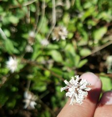 Melanthera parvifolia