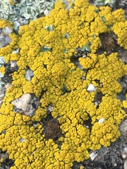 Acarosporaceae