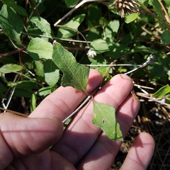 Melanthera parvifolia