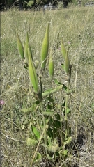 Oxypetalum solanoides