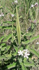 Oxypetalum solanoides