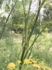 Coptopteryx gayi