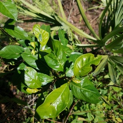 Morinda royoc
