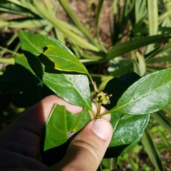 Morinda royoc