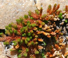 Selaginella watsonii
