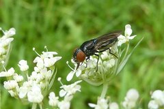 Chrysogaster solstitialis