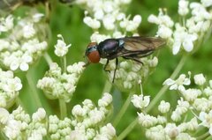 Chrysogaster solstitialis