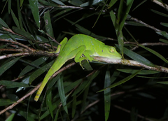 Anolis biporcatus