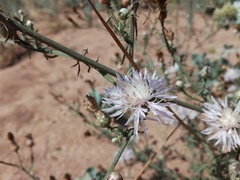 Centaurea odessana