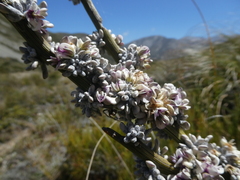 Carmichaelia crassicaulis