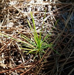Pinus elliottii densa