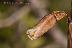 Gastrodia minor