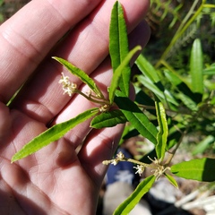 Croton linearis