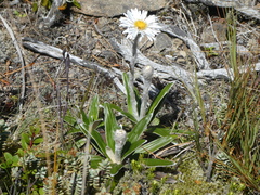 Celmisia spectabilis spectabilis