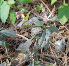Ruellia caroliniensis