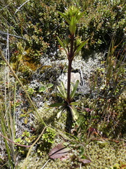 Gentianella corymbifera