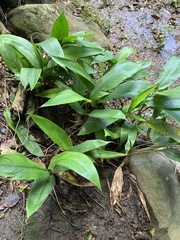 Heliconia psittacorum