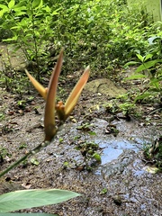 Heliconia psittacorum