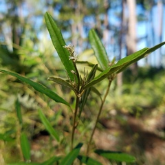 Croton linearis