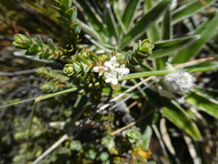 Pimelea traversii traversii