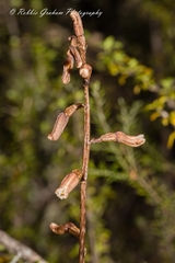 Gastrodia minor