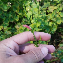 Dicliptera sexangularis