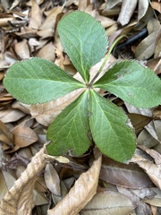 Helleborus orientalis