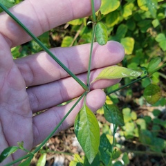 Dicliptera sexangularis