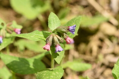 Pulmonaria officinalis