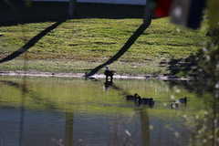 Haliaeetus leucocephalus