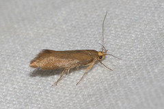 Crassa unitella