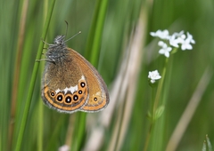 Coenonympha hero