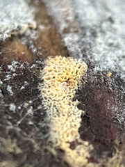 Pycnoporellus alboluteus