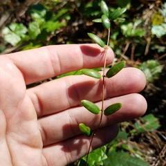 Angadenia berteroi