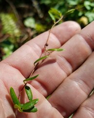 Angadenia berteroi