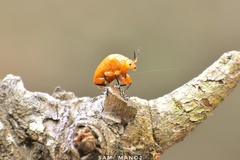 Podontia lutea