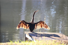 Anhinga anhinga