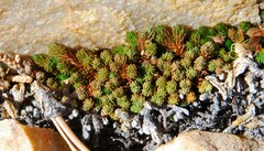 Selaginella watsonii