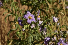 Solanum crispum