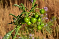 Solanum crispum