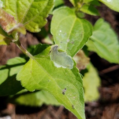 Calycomyza eupatorivora