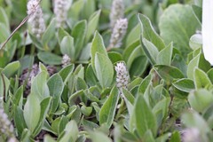Salix petrophila