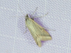 Microtheoris vibicalis