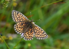 Boloria eunomia