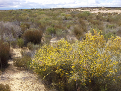 Aspalathus leucophylla