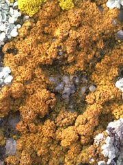 Xanthorioideae
