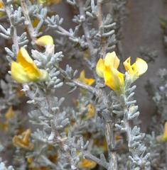 Aspalathus leucophylla