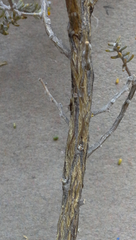 Aspalathus leucophylla