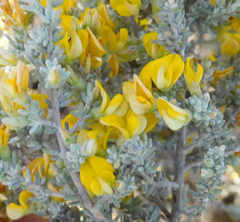 Aspalathus leucophylla