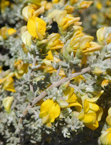 Aspalathus leucophylla